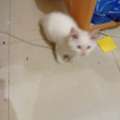 Kitten For Adoption