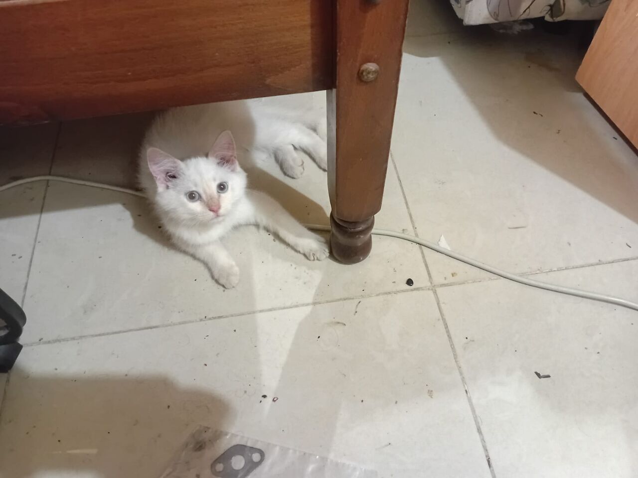 Jeddah, Free Items, Kitten For Adoption