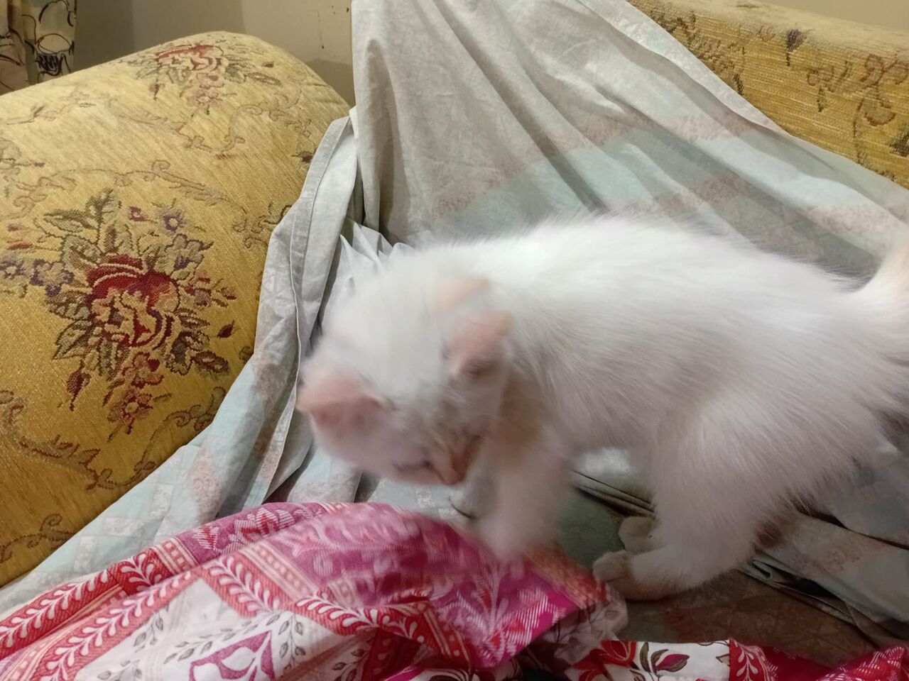 Jeddah, Free Items, Kitten For Adoption
