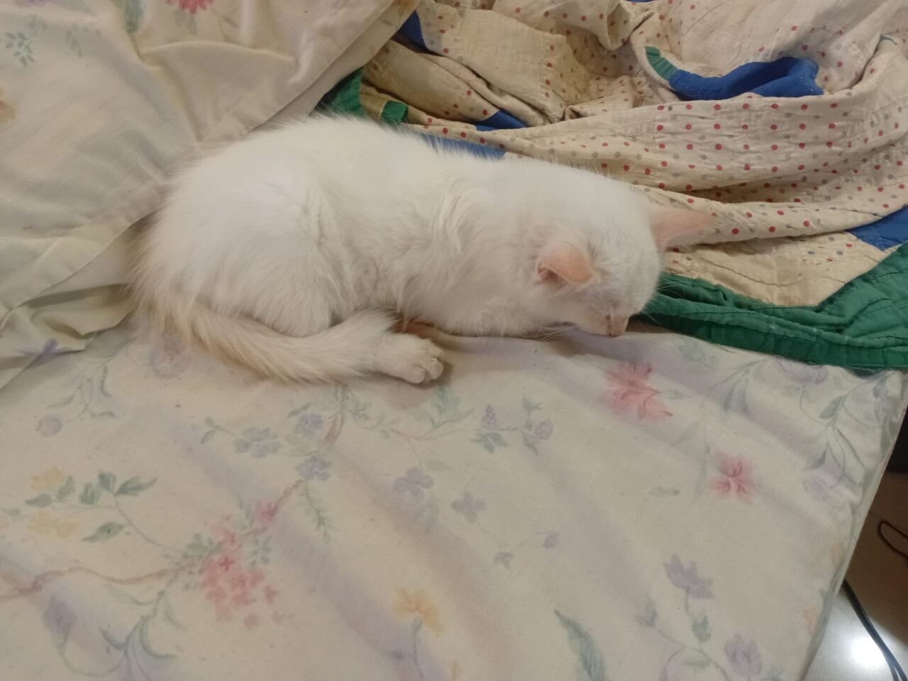 Jeddah, Free Items, Kitten For Adoption