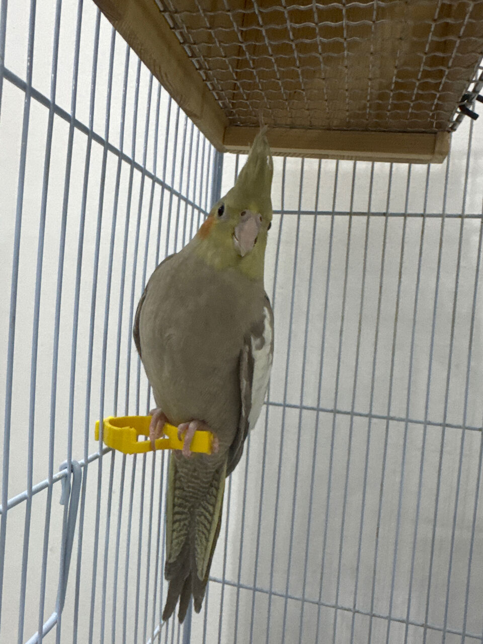 Riyadh, Pet Supplies, SAR 350,  Cocktail Pair For Sale