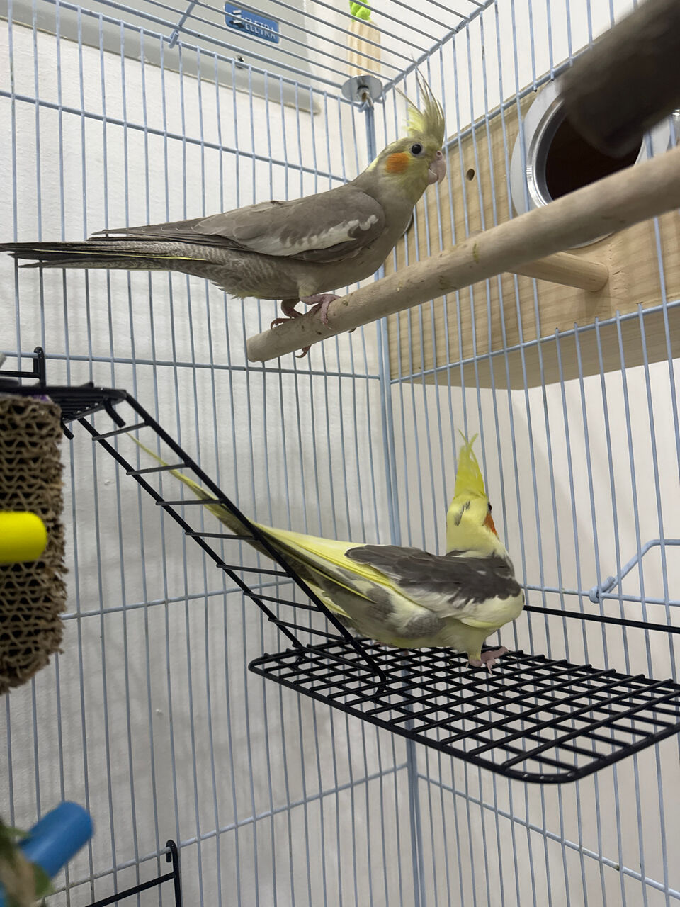 Riyadh, Pet Supplies, SAR 350,  Cocktail Pair For Sale