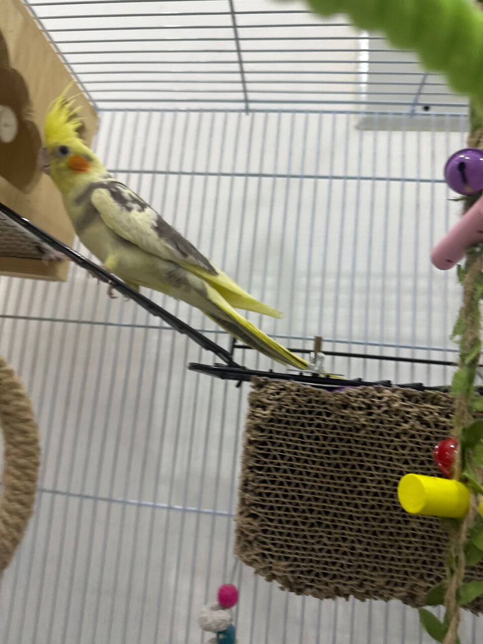 Riyadh, Pet Supplies, SAR 350,  Cocktail Pair For Sale
