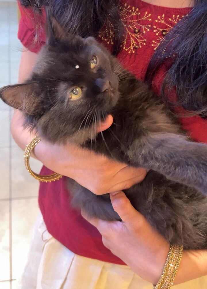 Riyadh, Pet Supplies, Kitten For Adoption