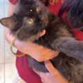 Kitten For Adoption