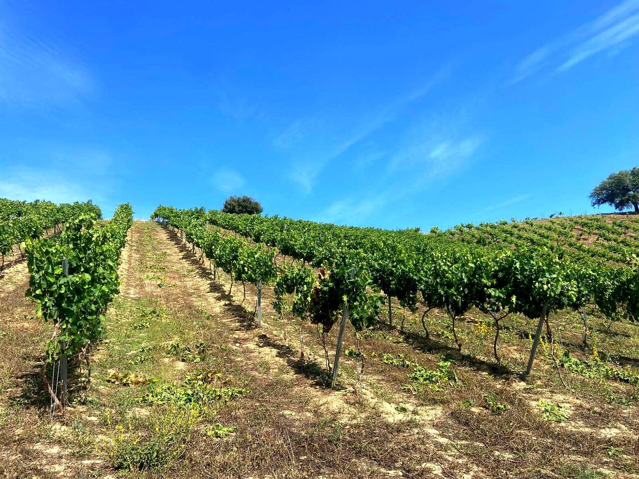 Barcelona, Real Estate For Sale, EUR 25000000,  6 BR,  850 Sq. Meter,  Luxury Equestrian Estate For Sale Near Sotogrande | C&aacute;diz, Andalusia