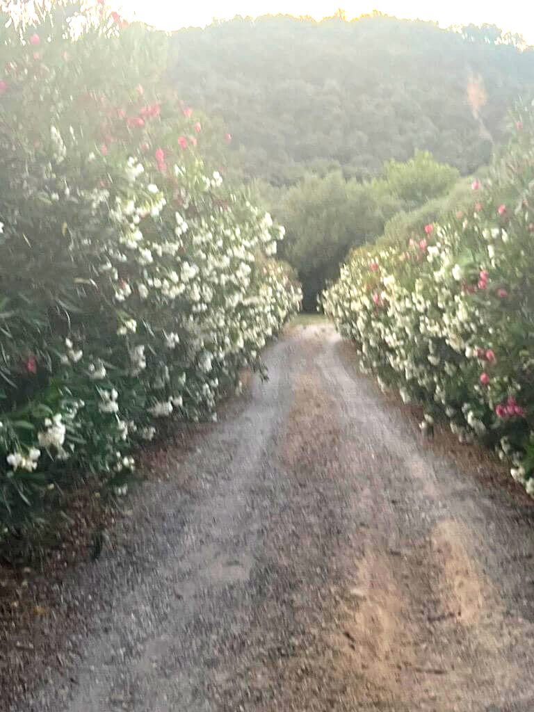 Barcelona, Real Estate For Sale, EUR 25000000,  6 BR,  850 Sq. Meter,  Luxury Equestrian Estate For Sale Near Sotogrande | C&aacute;diz, Andalusia