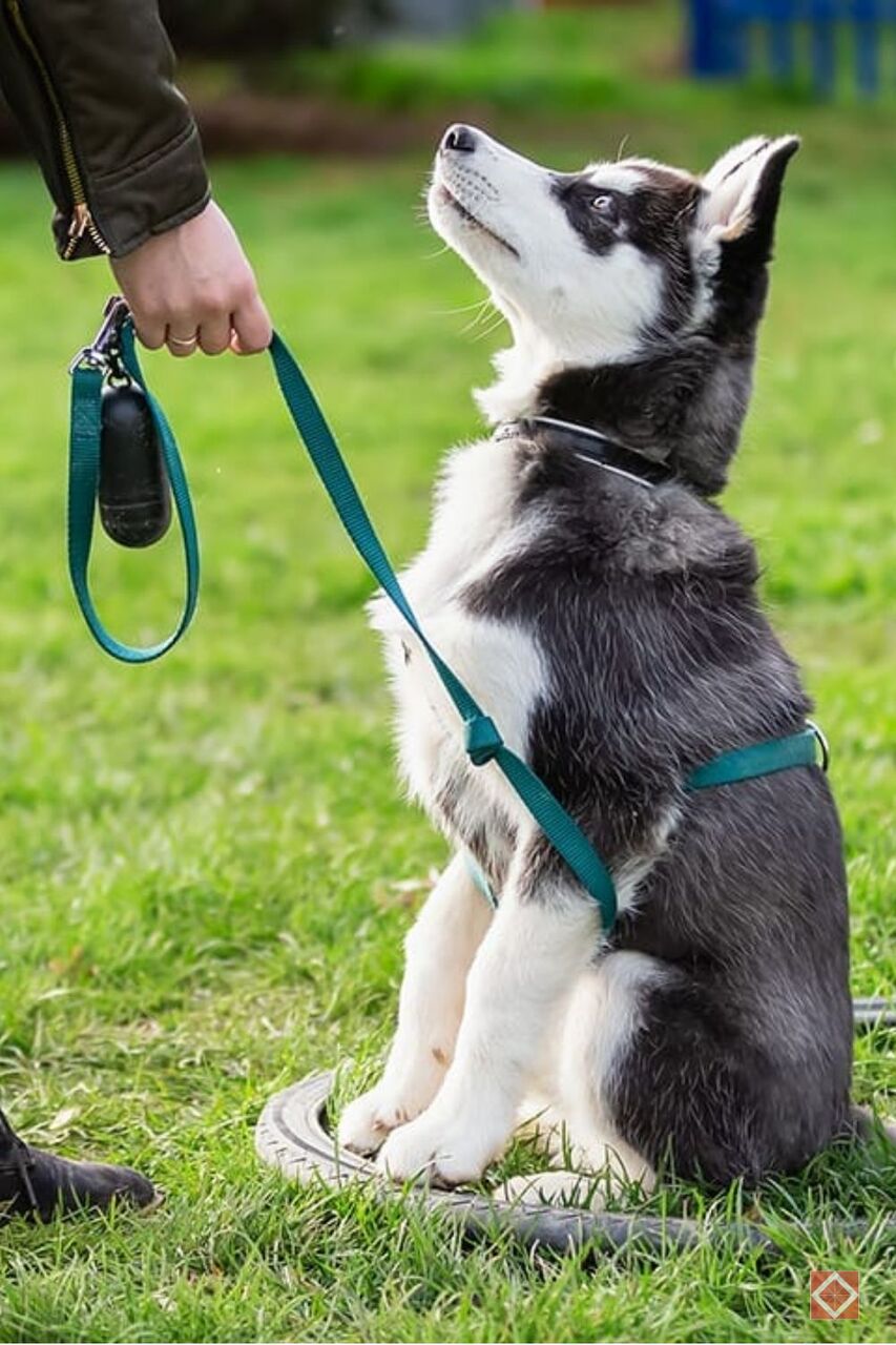Gurugram, Pet Sitting, Dog Trainer In Delhi | Professional Obedience & Behavior Training