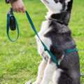 Dog Trainer In Delhi | Professional Obedience & Behavior Training