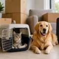 Moving With Love: Safe & Caring Pet Relocation In Agra
