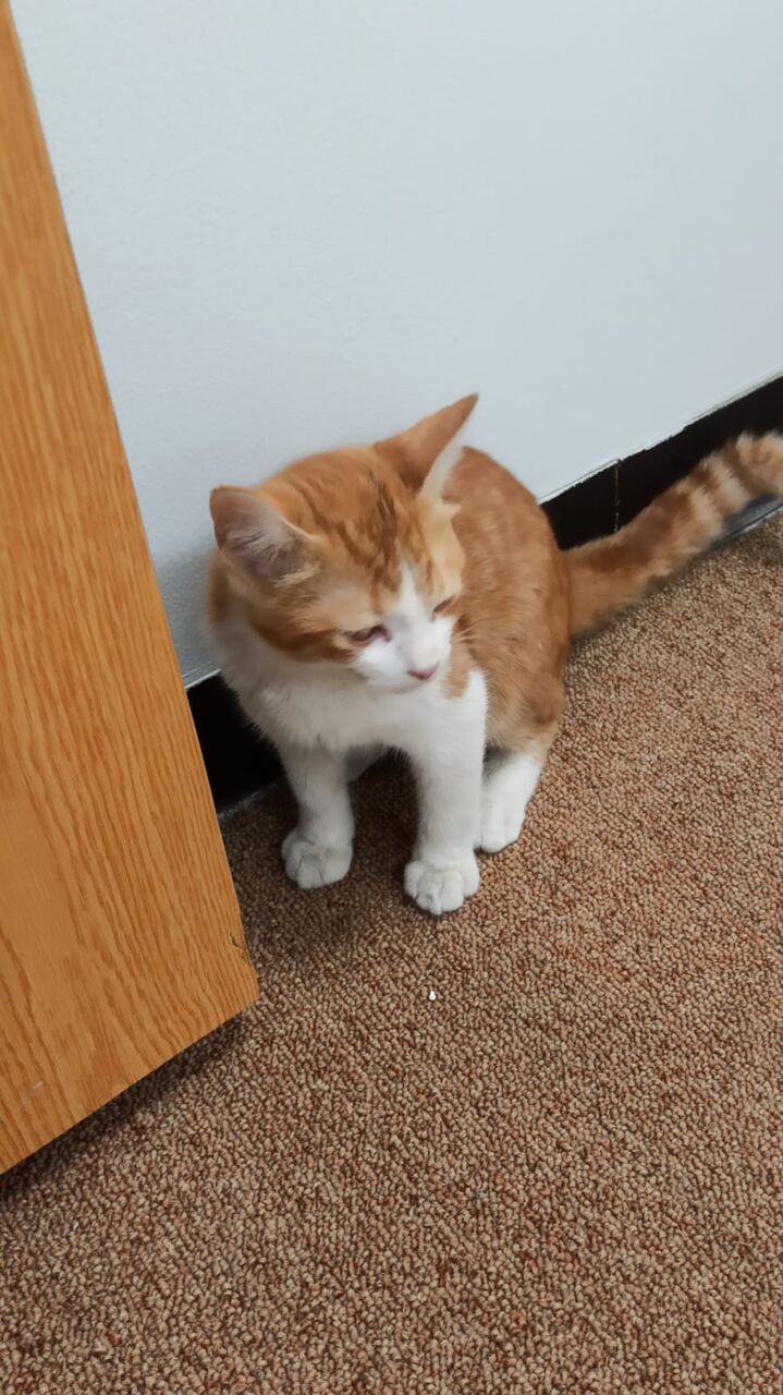 Dammam, Pet Supplies, Sweet 2 Month Male Cat Needs Home - قط ذكر منزلي عمره شهرين يبحث عن منزل