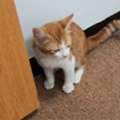 Sweet 2 Month Male Cat Needs Home - قط ذكر منزلي عمره شهرين يبحث عن منزل