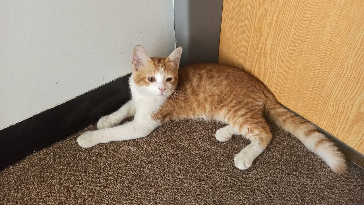 Dammam, Pet Supplies, Sweet 2 Month Male Cat Needs Home - قط ذكر منزلي عمره شهرين يبحث عن منزل