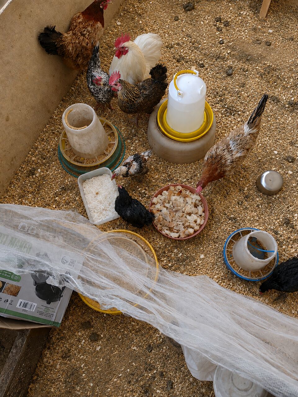 Dammam, Pet Supplies, SAR 100,  Fresh Organic Eggs And Baladi/Country/Desi Chicken (no Hormones And Antibiotic))