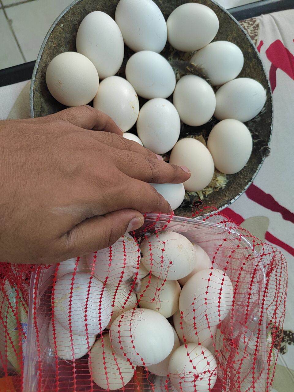 Dammam, Pet Supplies, SAR 100,  Fresh Organic Eggs And Baladi/Country/Desi Chicken (no Hormones And Antibiotic))