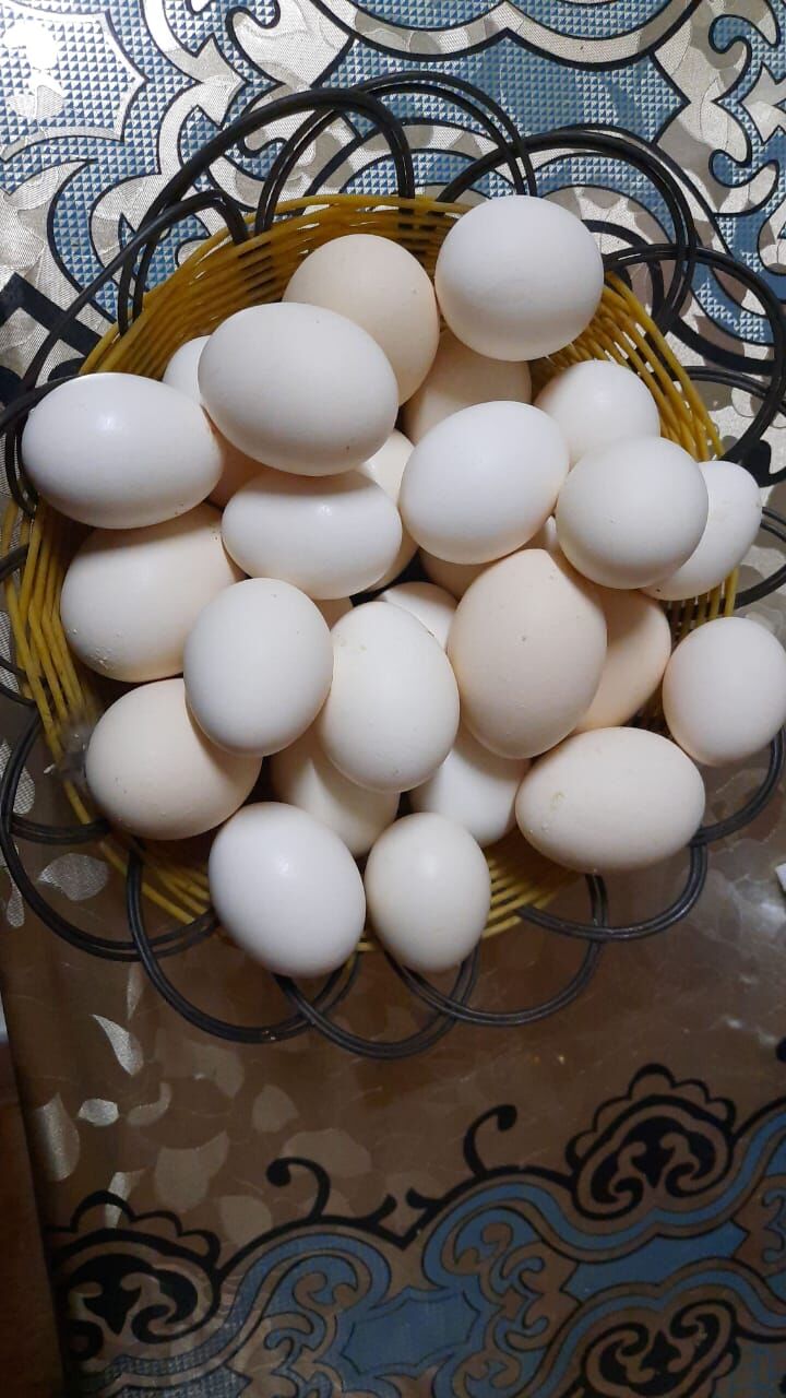 Dammam, Pet Supplies, SAR 100,  Fresh Organic Eggs And Baladi/Country/Desi Chicken (no Hormones And Antibiotic))