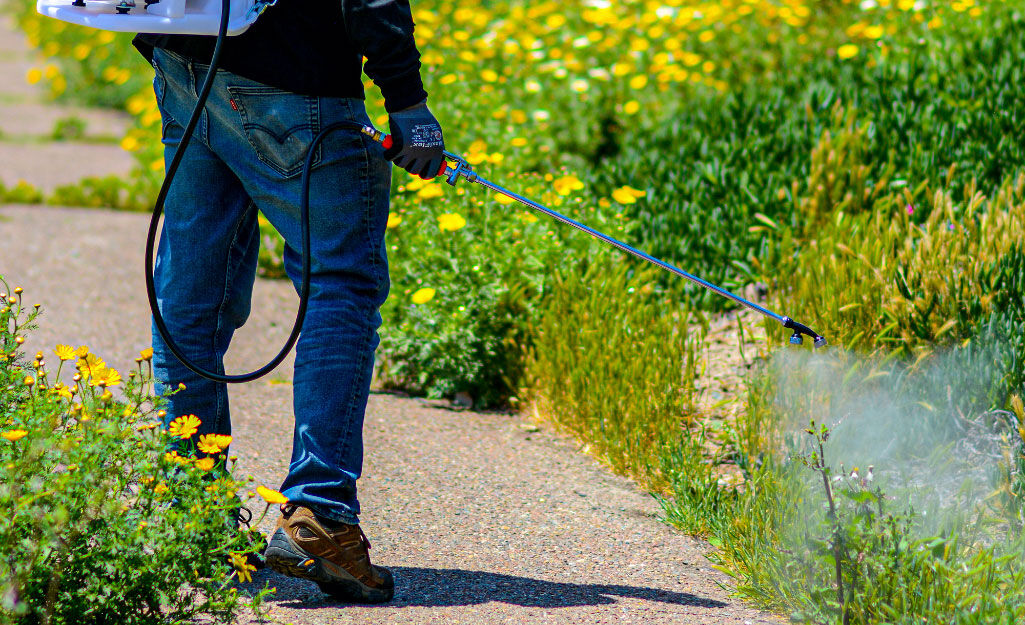 Calgary, Pest Control, Safe Residential Pest Control In Calgary For Your Home