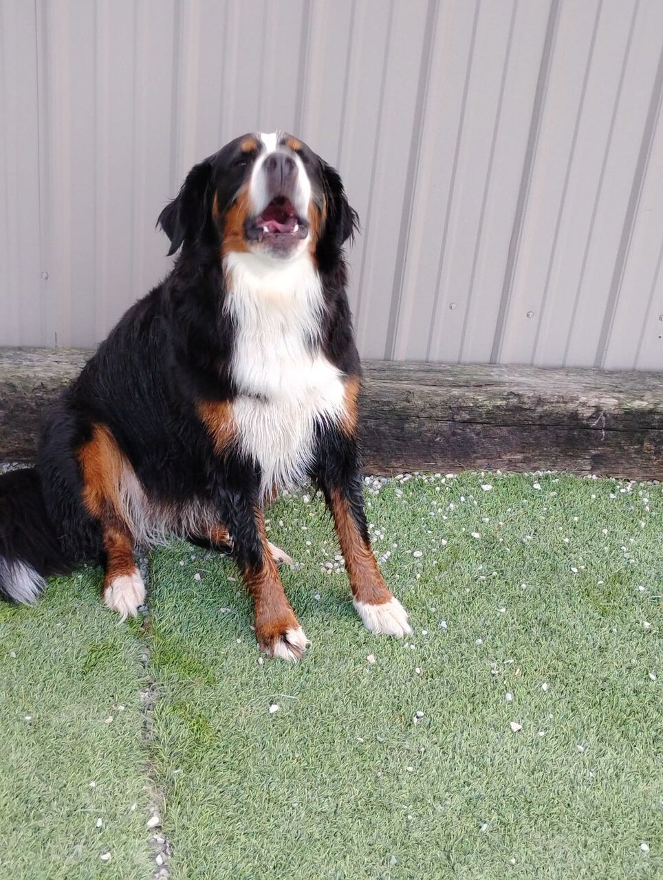 New York, Pet Sitting, Deluxe Dog Boarding Prices | Comfortable Suites For Your Pet