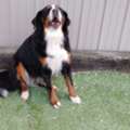 Deluxe Dog Boarding Prices | Comfortable Suites For Your Pet