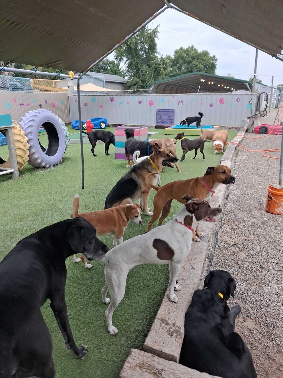 New York, Pet Sitting, Deluxe Dog Boarding Prices | Comfortable Suites For Your Pet