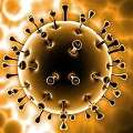 American Biotech News