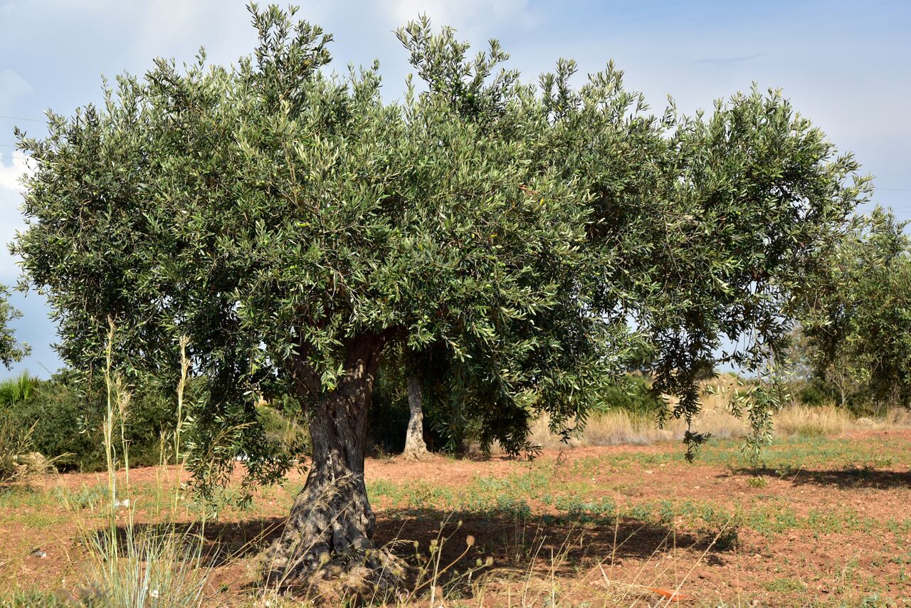 Amman, Business Partners, Exporter Of High Quality Agricultural Products