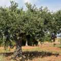 Exporter Of High Quality Agricultural Products