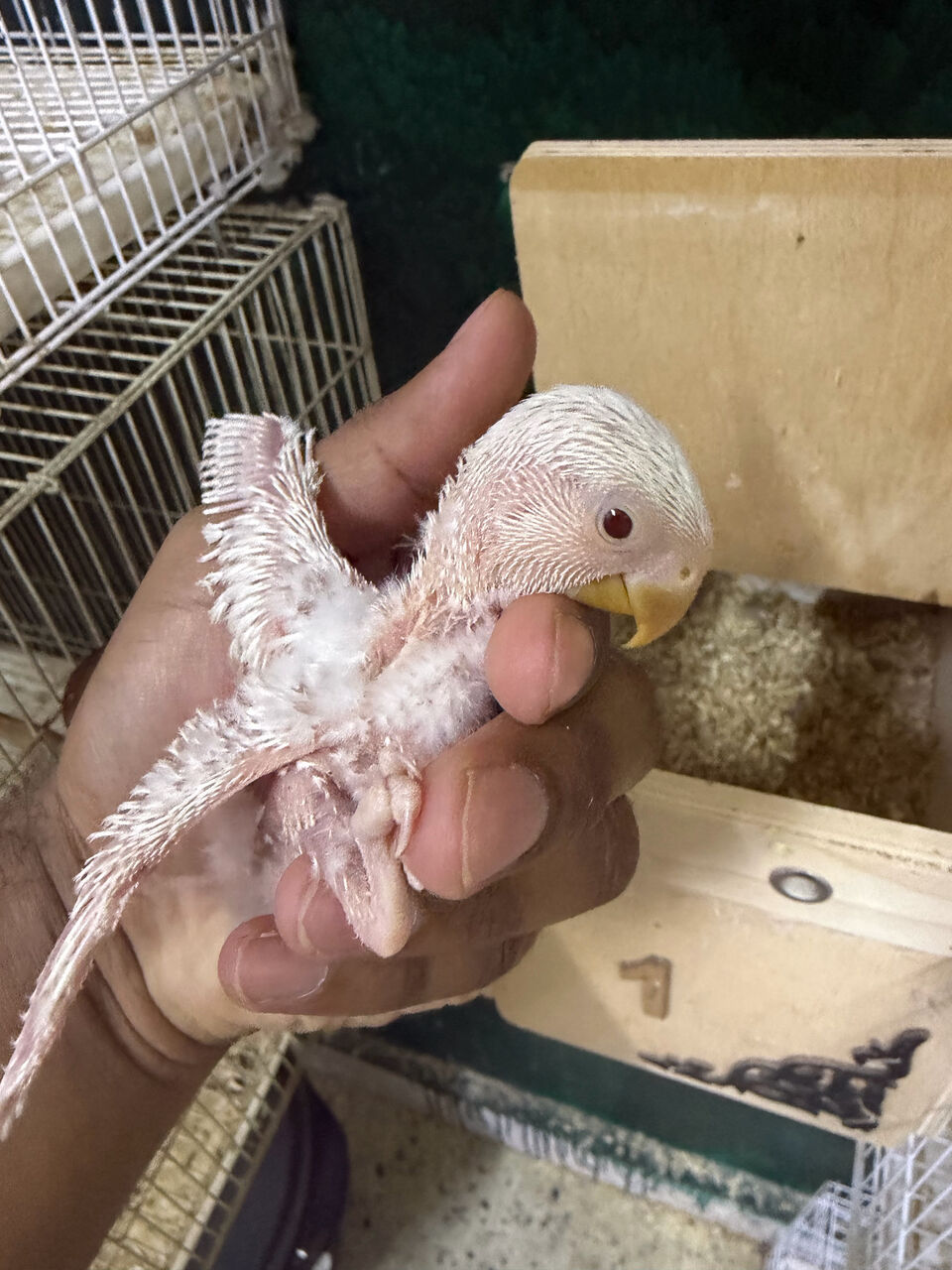 Jeddah, Pet Supplies, SAR 150,  Albino Rose Lovebird Chick