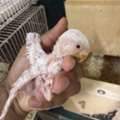 SAR 150, Albino Rose Lovebird Chick