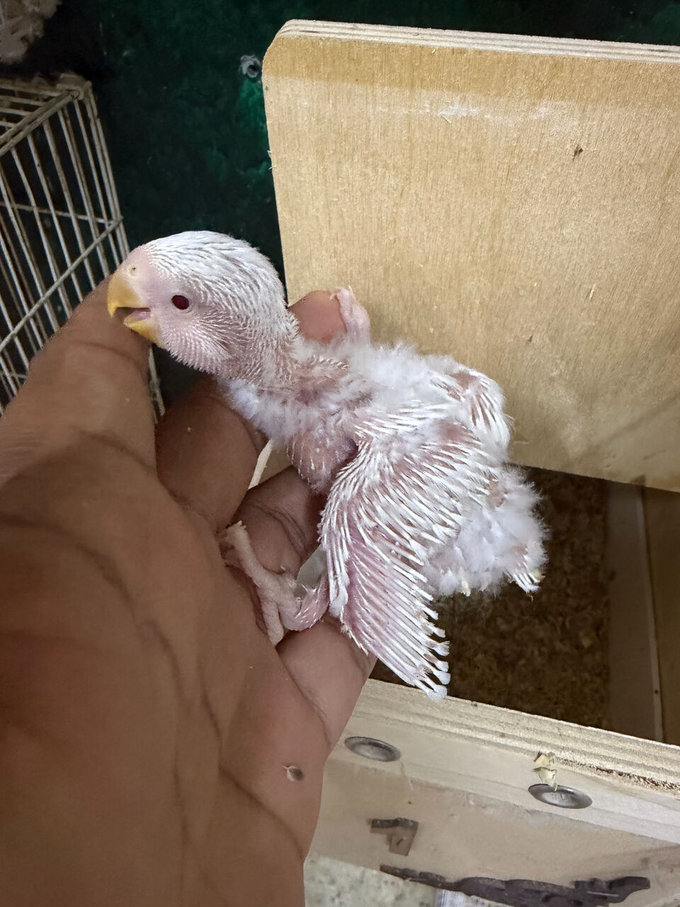 Jeddah, Pet Supplies, SAR 150,  Albino Rose Lovebird Chick