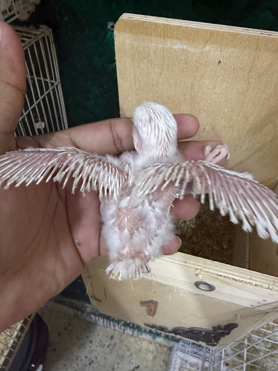 Jeddah, Pet Supplies, SAR 150,  Albino Rose Lovebird Chick