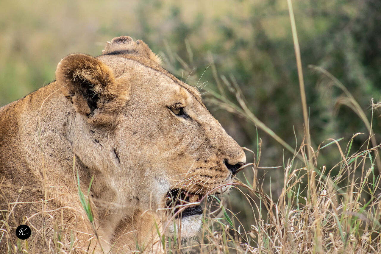 New York, Travel, Kenya Safari Bookings | Plan Your East African Wildlife Adventure