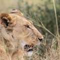 Kenya Safari Bookings | Plan Your East African Wildlife Adventure
