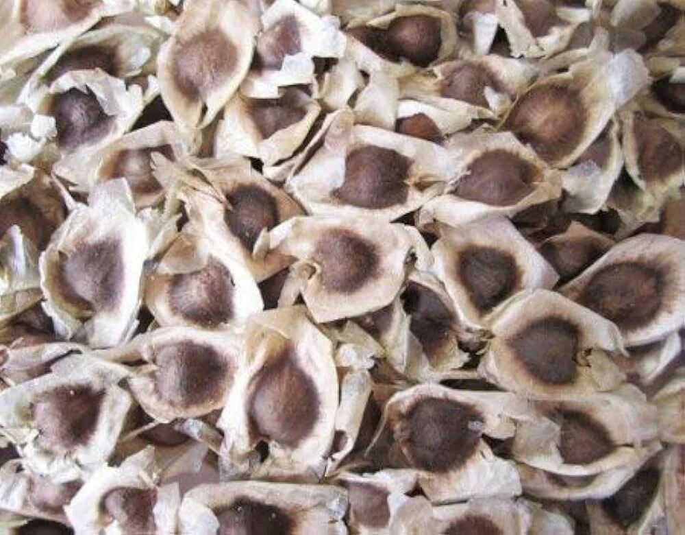 Mumbai, Health & Beauty Items, INR 900,  Explore Moringa Oleifera Seeds Uses At Husband Wife Farm