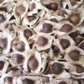 INR 900,  Explore Moringa Oleifera Seeds Uses At Husband Wife Farm