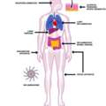 Inflammation Assays