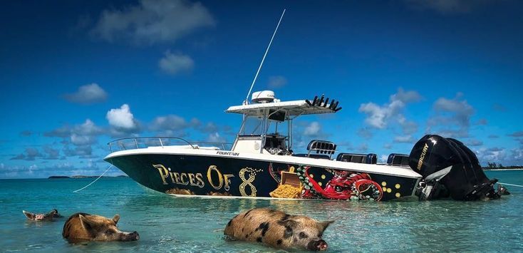Bahamas, Creative, Island Fun And Pig Adventures Await | Bahamas Boat Tour With Pigs