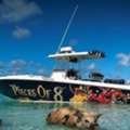 Island Fun And Pig Adventures Await | Bahamas Boat Tour With Pigs