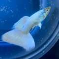 Buy Guppies In Ontario