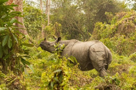 Mumbai, Travel, Best Safari Tours In India
