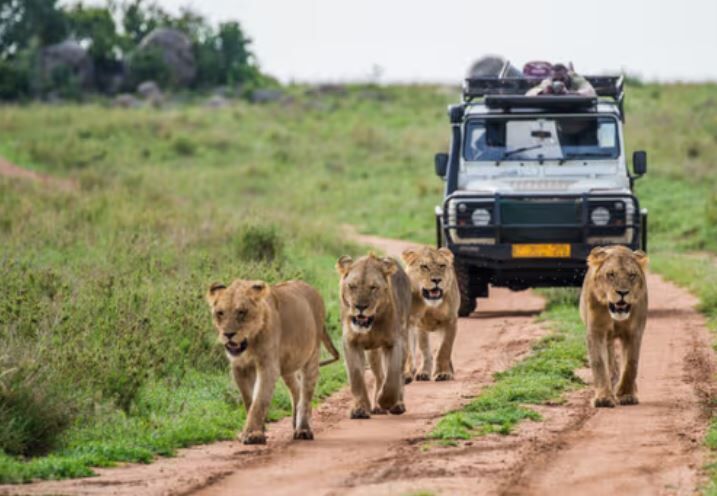 Mumbai, Travel, Best Safari Tours In India