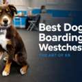 Best Dog Boarding Westchester NY