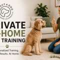 Private In-Home Dog Training | About A Dog
