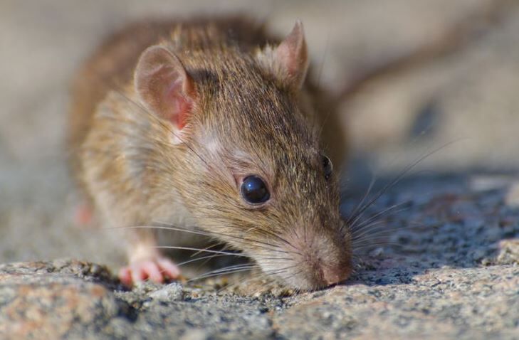 Karachi, Pest Control, Vermin Control