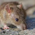 Vermin Control