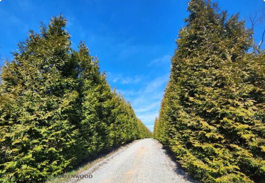 New York, Farm/Garden, Looking For Green Giant Arborvitae For Sale Online?