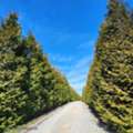 Looking For Green Giant Arborvitae For Sale Online?
