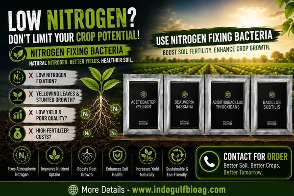 New York, Farm & Garden, Looking For Bulk Nitrogen Fixing Bacteria? Send Your Requirement Today