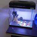 SAR 150,  Selling Aquarium , Good Condition