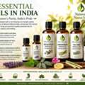 Essential Oils In India | Natural Essential Oil Manufacturer & Supplier